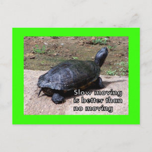 Schildkröte Postkarte