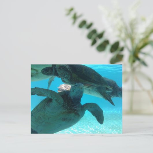 Schildkröte Postkarte (Stehend Vorderseite)