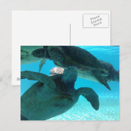 Schildkröte Postkarte (Vorne/Hinten)