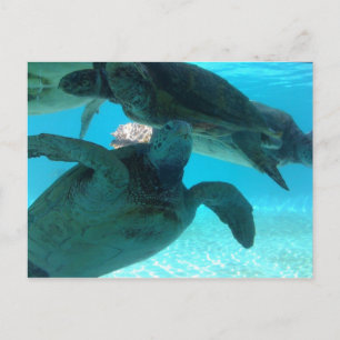 Schildkröte Postkarte