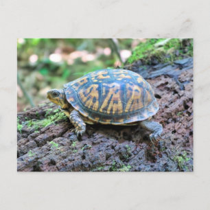 Schildkröte Postkarte