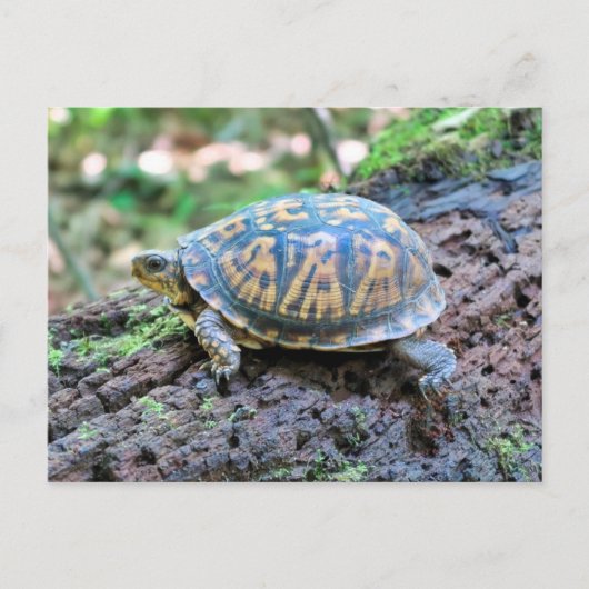 Schildkröte Postkarte (Vorderseite)