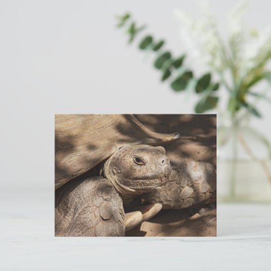 Schildkröte Postkarte (Stehend Vorderseite)
