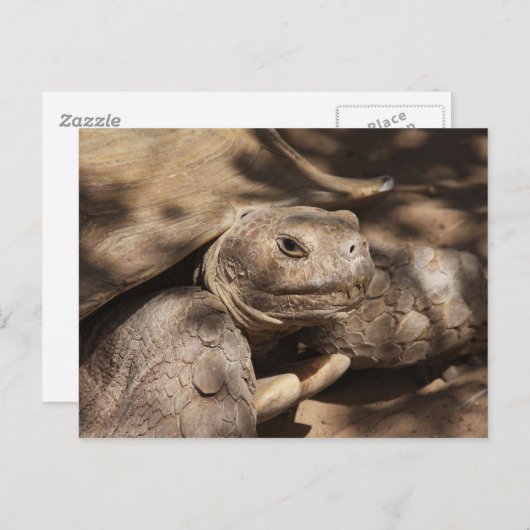 Schildkröte Postkarte (Vorne/Hinten)