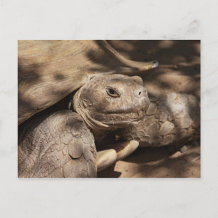 Schildkröte Postkarte