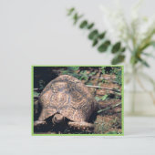 Schildkröte Postkarte (Stehend Vorderseite)