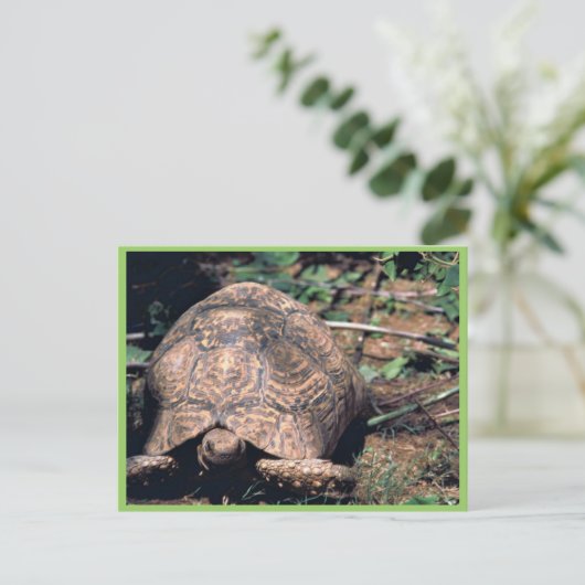 Schildkröte Postkarte (Stehend Vorderseite)