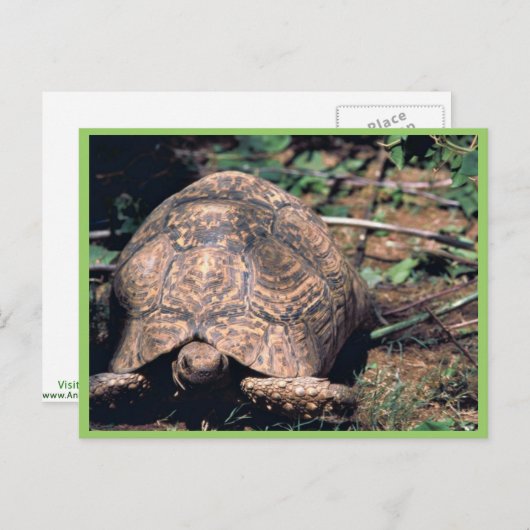 Schildkröte Postkarte (Vorne/Hinten)