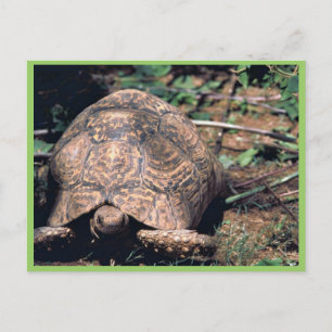 Schildkröte Postkarte