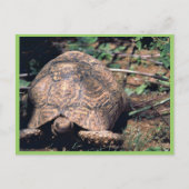 Schildkröte Postkarte (Vorderseite)