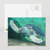 Schildkröte Postkarte (Vorne/Hinten)
