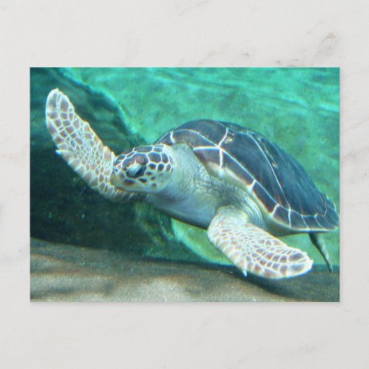 Schildkröte Postkarte (Vorderseite)