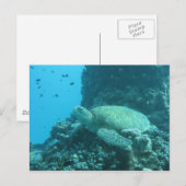 Schildkröte Postkarte (Vorne/Hinten)