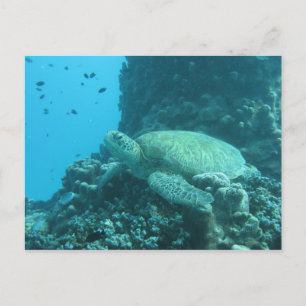 Schildkröte Postkarte