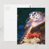 Schildkröte Postkarte (Vorne/Hinten)