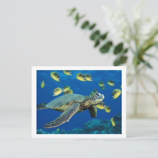 Schildkröte Postkarte (Stehend Vorderseite)