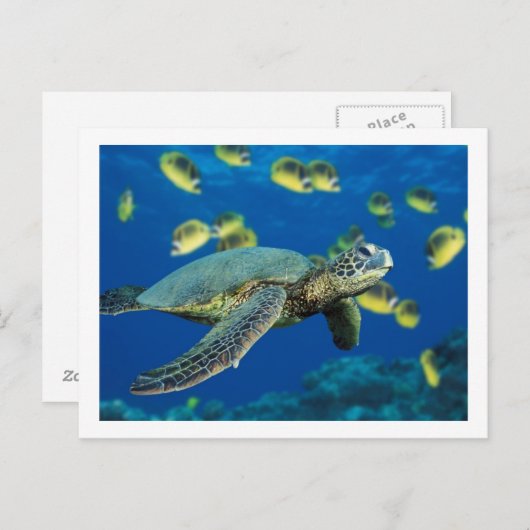 Schildkröte Postkarte (Vorne/Hinten)