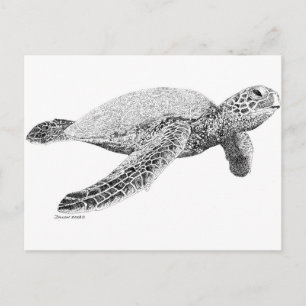 Schildkröte Postkarte