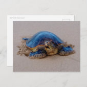 Schildkröte Postkarte (Vorne/Hinten)