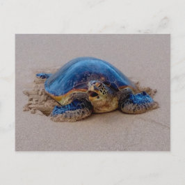 Schildkröte Postkarte