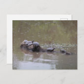 Schildkröte Postkarte (Vorne/Hinten)