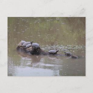 Schildkröte Postkarte