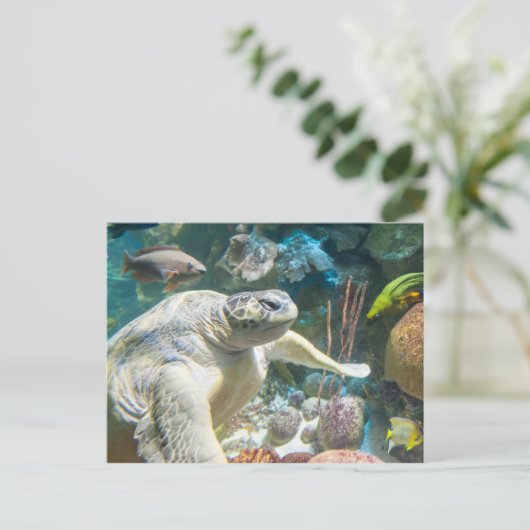 Schildkröte Postkarte (Stehend Vorderseite)