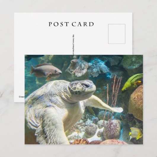 Schildkröte Postkarte (Vorne/Hinten)