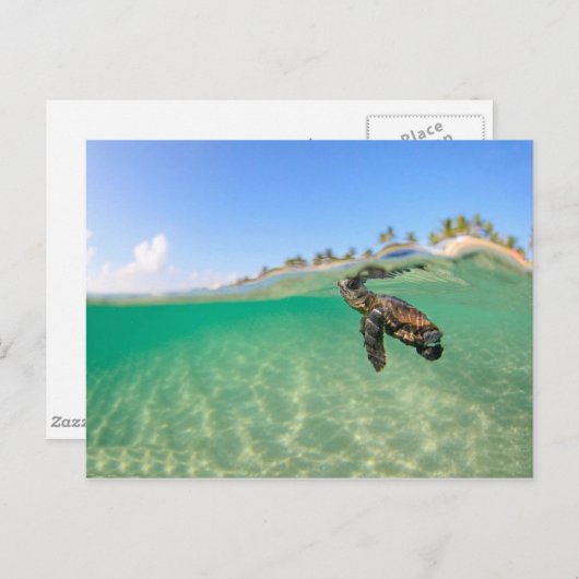 Schildkröte Postkarte (Vorne/Hinten)