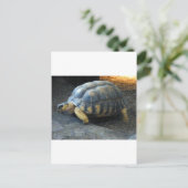 Schildkröte Postkarte (Stehend Vorderseite)