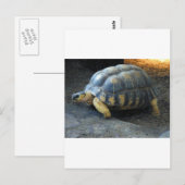 Schildkröte Postkarte (Vorne/Hinten)