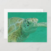 Schildkröte Postkarte (Vorne/Hinten)