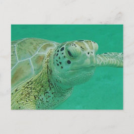 Schildkröte Postkarte