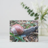 Schildkröte Postkarte (Stehend Vorderseite)