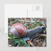 Schildkröte Postkarte (Vorne/Hinten)