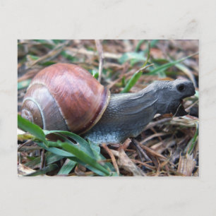 Schildkröte Postkarte