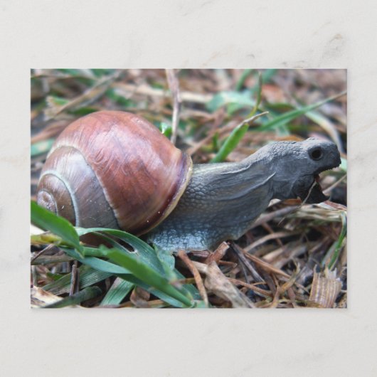 Schildkröte Postkarte (Vorderseite)