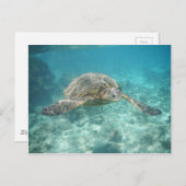 Schildkröte Postkarte (Vorne/Hinten)