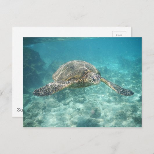 Schildkröte Postkarte (Vorne/Hinten)