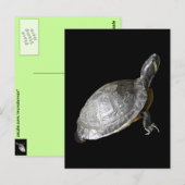 Schildkröte Postkarte (Vorne/Hinten)