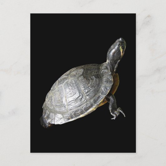 Schildkröte Postkarte (Vorderseite)