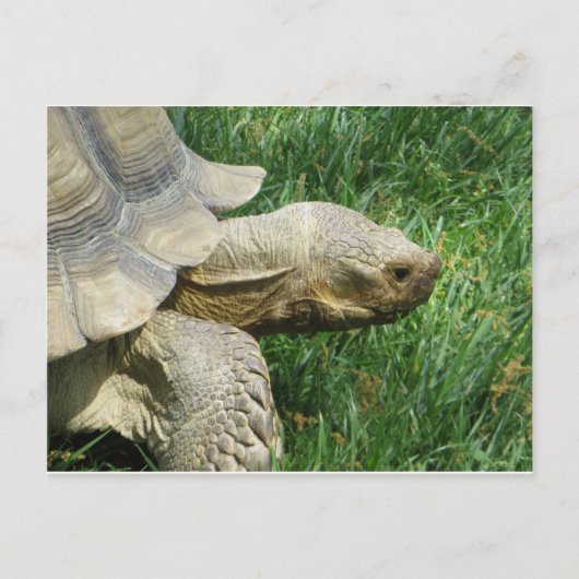 Schildkröte Postkarte (Vorderseite)