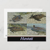 Schildkröte Postkarte (Vorne/Hinten)