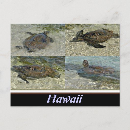 Schildkröte Postkarte (Vorderseite)