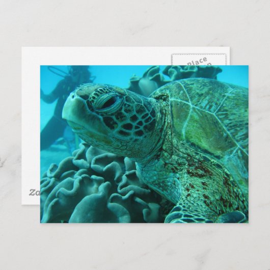 Schildkröte Postkarte (Vorne/Hinten)