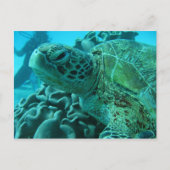 Schildkröte Postkarte (Vorderseite)