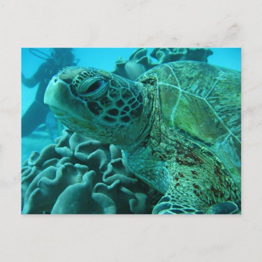 Schildkröte Postkarte (Vorderseite)