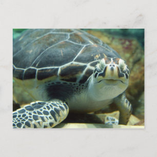 Schildkröte Postkarte
