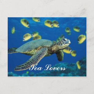 Schildkröte Postkarte