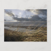 Schildkröte Postkarte (Vorderseite)